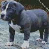 Grey Pitbull Puppy diamond painting