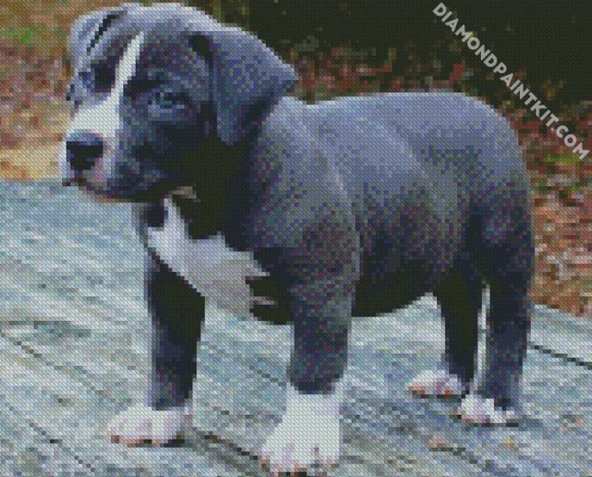 Grey Pitbull Puppy diamond painting