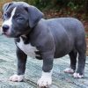 Grey Pitbull Puppy diamond painting