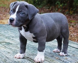 Grey Pitbull Puppy diamond painting