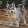 Grey Pomsky diamond painting