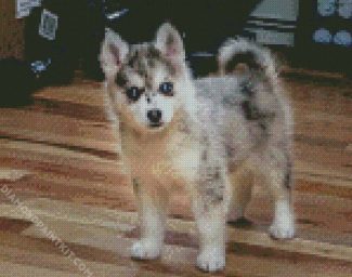 Grey Pomsky diamond painting