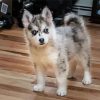 Grey Pomsky diamond painting