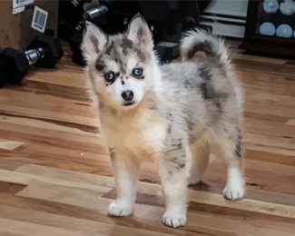 Grey Pomsky diamond painting