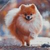 Happy Pomeranian diamond painting