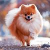 Happy Pomeranian diamond painting