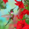 Hummingbird And Flowers diamond painting