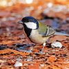 Japanese Tit Parus diamond painting