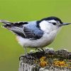 Lonely Nuthatch diamond painting