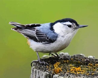 Lonely Nuthatch diamond painting