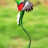 Long Tail Quetzal Flying diamond painting