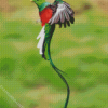 Long Tail Quetzal Flying diamond painting