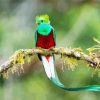 Long Tailed Quetzal Bird On A Branch diamond painting