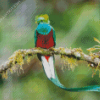 Long Tailed Quetzal Bird On A Branch diamond painting