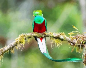 Long Tailed Quetzal Bird On A Branch diamond painting