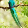 Long Tailed Quetzal diamond painting