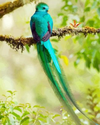 Long Tailed Quetzal diamond painting