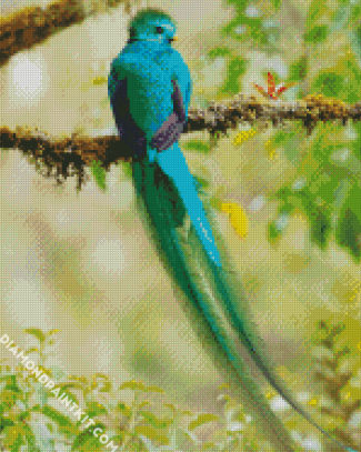 Long Tailed Quetzal diamond painting