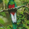 Long Tailed Colorful Quetzal diamond painting