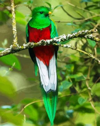 Long Tailed Colorful Quetzal diamond painting