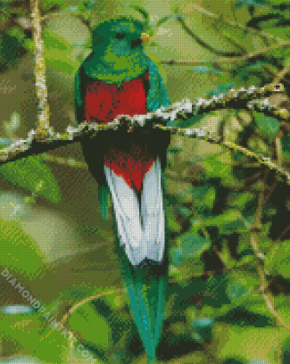 Long Tailed Colorful Quetzal diamond painting