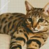 Mixed Savannah Cat diamond painting