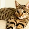 Mixed Savannah Cat diamond painting