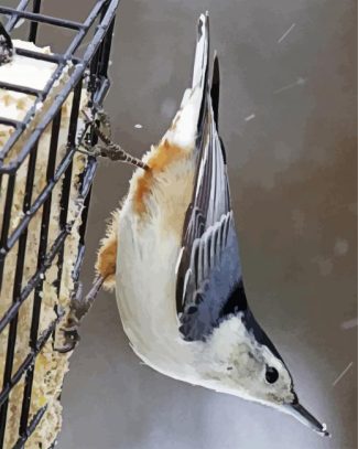 Nuthatch Animal Bird diamond painting