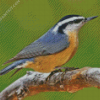 Nuthatch Bird Animal diamond painting