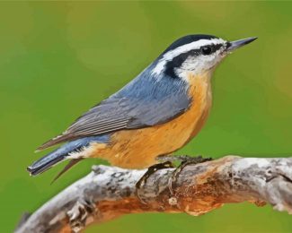 Nuthatch Bird Animal diamond painting