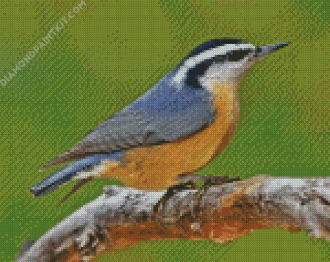 Nuthatch Bird Animal diamond painting