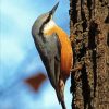 Nuthatch Bird diamond painting