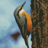 Nuthatch Bird diamond painting