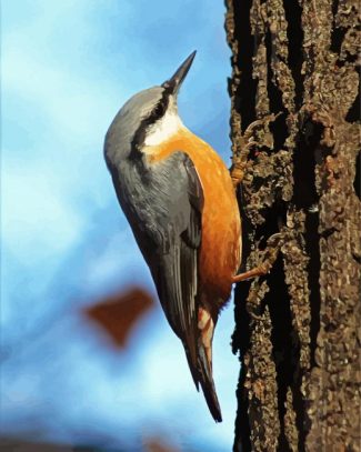 Nuthatch Bird diamond painting