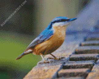 Nuthatch Cute Birds diamond painting