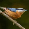 Nuthatch Cute Bird diamond painting