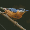 Nuthatch Cute Bird diamond painting