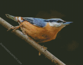 Nuthatch Cute Bird diamond painting