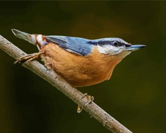 Nuthatch Cute Bird diamond painting