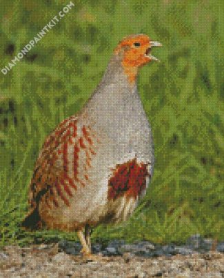 Partridge diamond painting