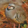 Partridge Bird diamond painting