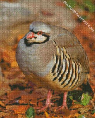 Partridge Bird diamond painting