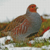 Partridge Bird Animal diamond painting