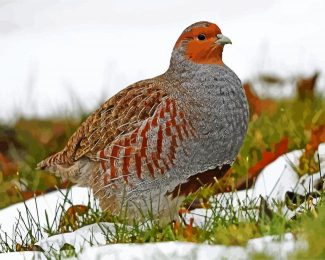 Partridge Bird Animal diamond painting