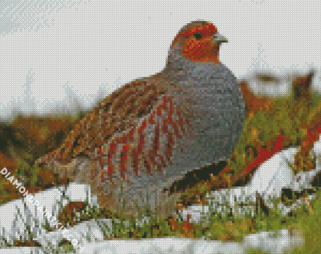 Partridge Bird Animal diamond painting