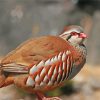 Partridge Bird diamond painting