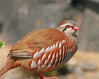 Partridge Bird diamond painting