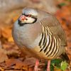 Partridge Bird diamond painting