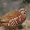 Partridge Bird diamond painting