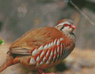 Partridge Bird diamond painting